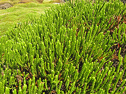 Mosses in bright sun