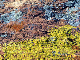 Lichens in Nevada