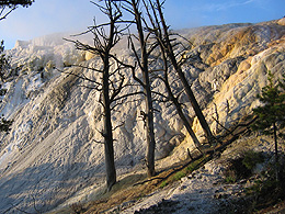 Stark dead trees against the white minerals looking like a landscape painting by Caspar David Friedrich