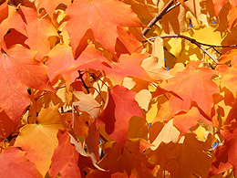 Close up detail of some bright orange leaves