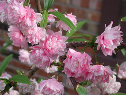 Pink flowers