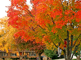 Fall colors in the leaves of a maple tree.