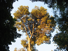 A lovely tree in Retiro Park