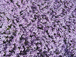 Phlox growing in a carpet on the ground