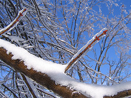 Ice on tree limbs after an ice storm.