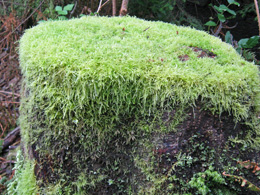 Moss-covered stump in Stanley Park