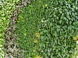 Vertical garden wall