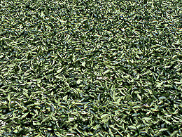 Tea Leaves make a green carpet
