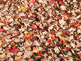 Carpet of leaves