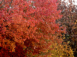 Leaves given an impression of color