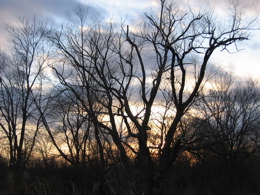 a pale pink sunset behind some tree silhouettes