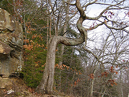 A twisted tree by some rocks in winter