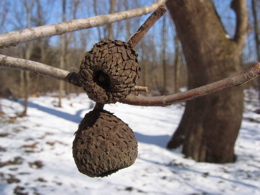 Acorns of a white oak (the state tree of Illinois) in the foreground, while the massive curved trunk of the tree is in the snowy background