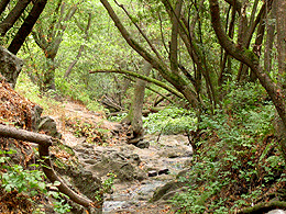 Green colors in the woods around a little creek