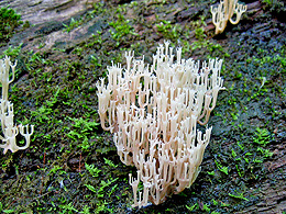 A small white fungus that looks like a candelabra