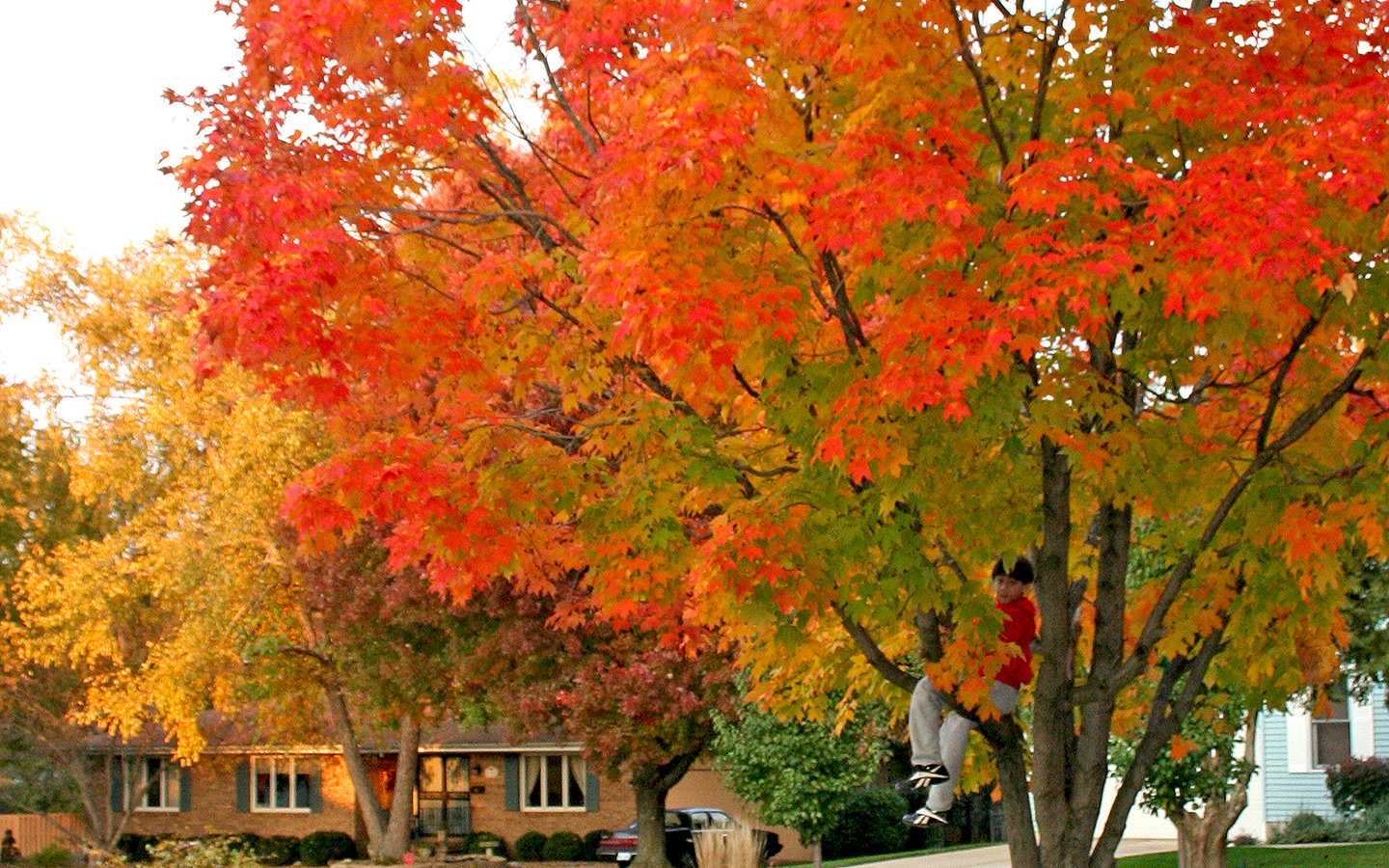 Fall Color Along Driveway Fall colors in the leaves of a maple tree.