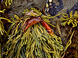 Crab claw and seaweed