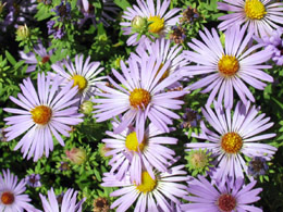 Flowers in the Cincinnati Zoo