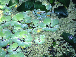 Water Plants in the Climatron