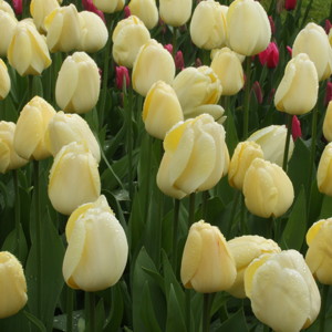 Darwin Hybrid Tulip - Ivory Floradale