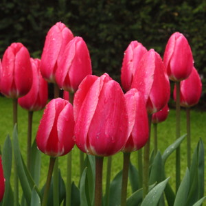 Darwin Hybrid Tulip - Rosy Delight