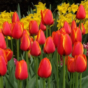 Darwin Hybrid Tulip - World's Favourite