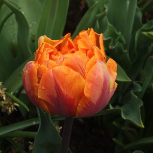 Double Early Tulip - Orca