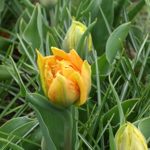 Double Early Tulip - Willem Van Oranje