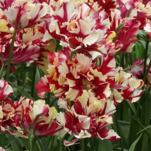 Double Late Tulip - Double Flaming Parrot