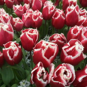 Fringed Tulip - Crispi Vivi