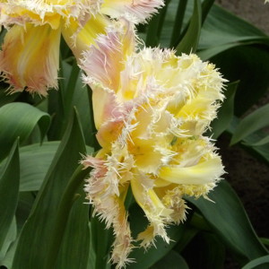 Fringed Tulip - Esprit
