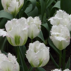 Fringed Tulip - Snowvalley