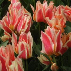 Greigii Tulip - Majorette