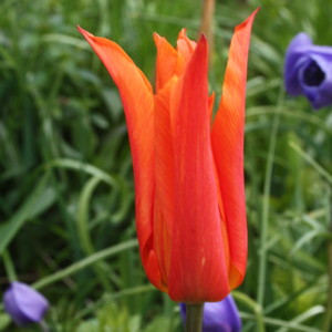Lily - Flowered Tulip - Kiruna