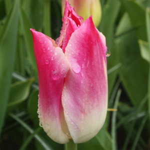 Triumph Tulip - Whispering Dream