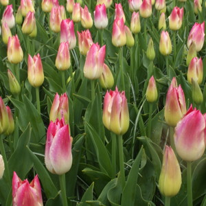 Triumph Tulip - Whispering Dream