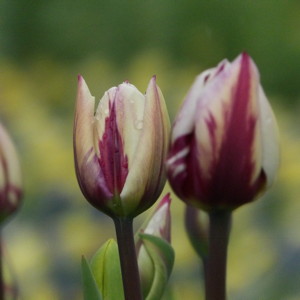 Triumph Tulip - Zurel