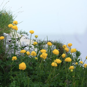 Yellow flowers on the Untersberg mountain.