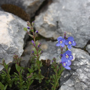 Blue flowers on the Untersberg mountain.