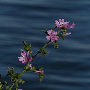 Wild flowers with the ocean
