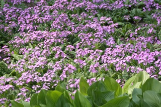 Harbin Botanical Gardens