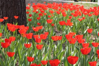 Botanical Gardens