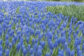 Scene in the Botanical Gardens