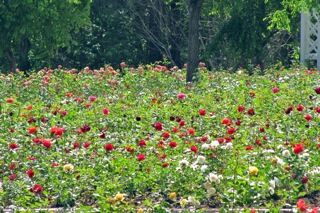 The Botanical Gardens in Harbin