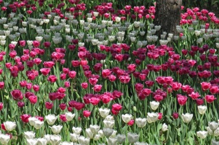 Harbin Forest Botanical Gardens