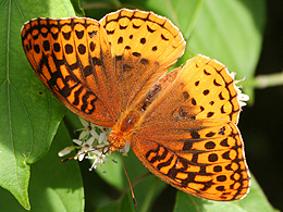 An orange butterfly on white flowers against a green leaf