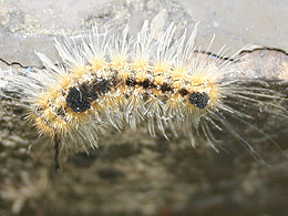 Hairy caterpillar.