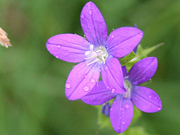 Purple flowers from Illinois forest