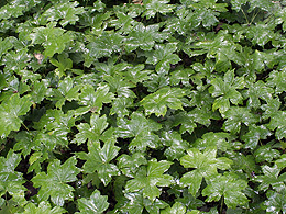 rain glistens on leaves of plants that cover the ground.