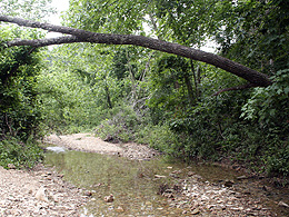 A shallow creek runs over gravel with a fallen tree leaning over the stream